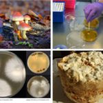 Mind the Fungi - Workshop Part I (Fall Session)